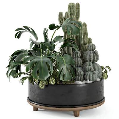 生锈金属锅中的户外植物灌木丛